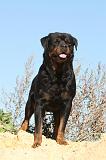 ROTTWEILER 112